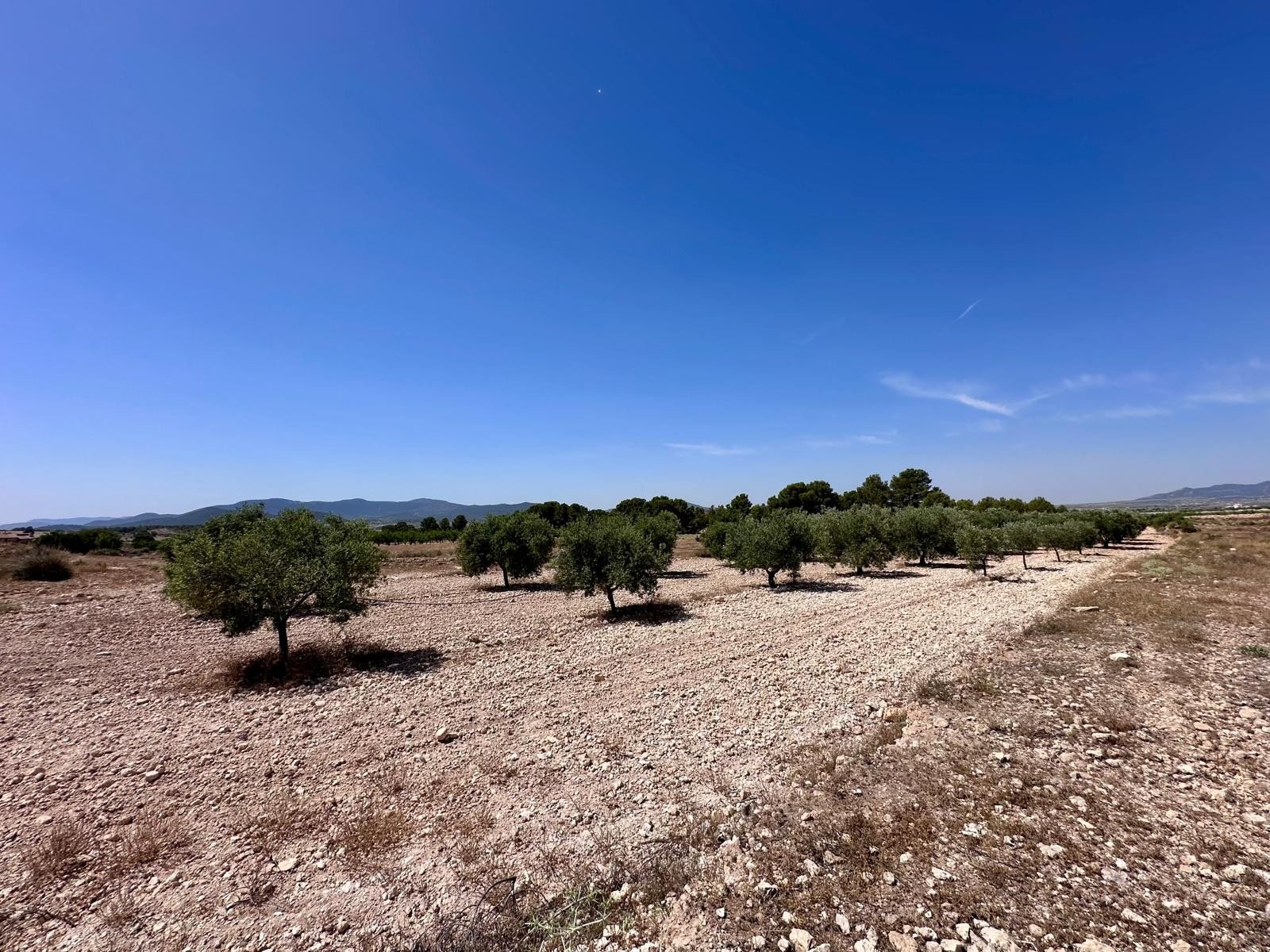 48,000 m² Land in Monóvar/Monóver - Caza De Casa