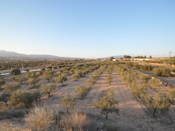 13,020 m² Land in Pinoso - Caza De Casa
