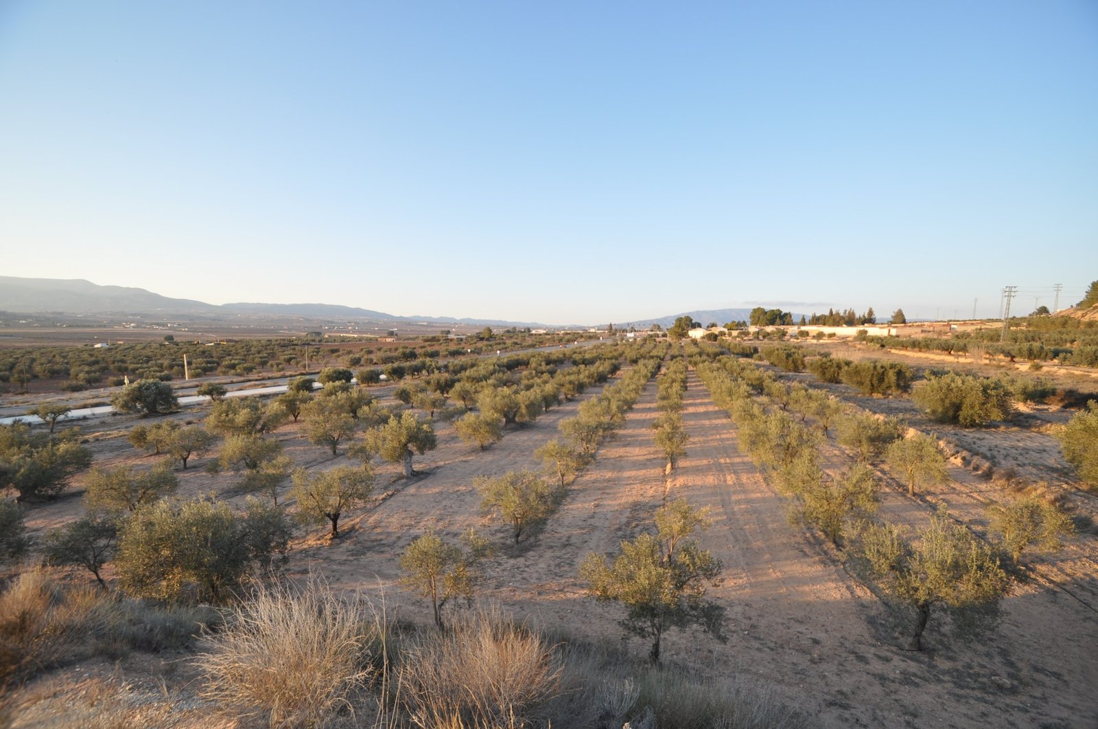 13,020 m² Land in Pinoso - Caza De Casa