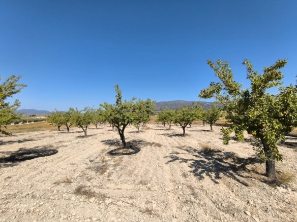 3,753 m² Land in Monóvar/Monóver - Caza De Casa