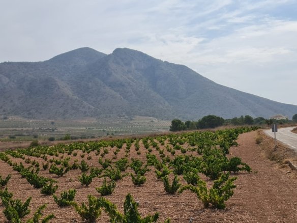 Land in Abanilla - Caza De Casa