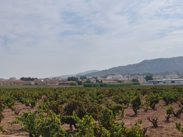 Land in Pinoso - Caza De Casa