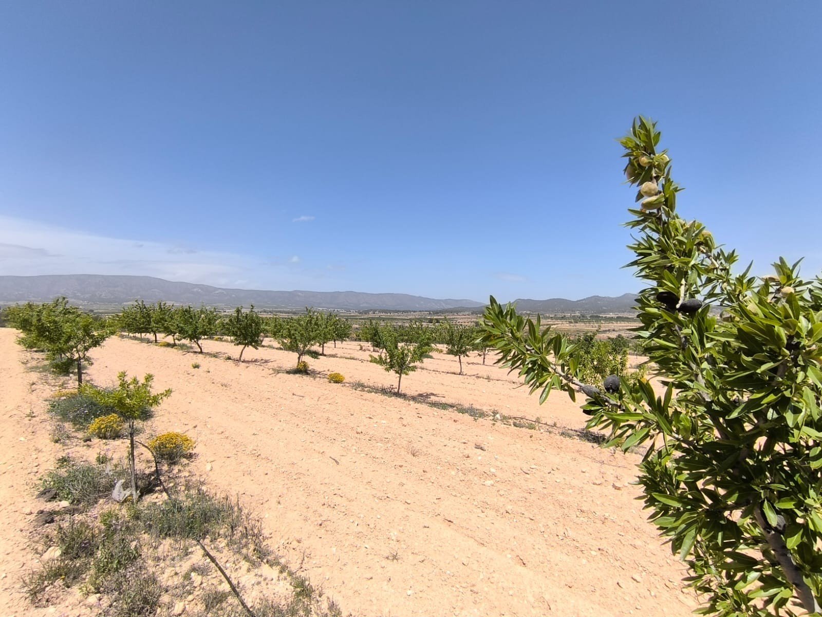 14,890 m² Land in Monóvar/Monóver - Caza De Casa