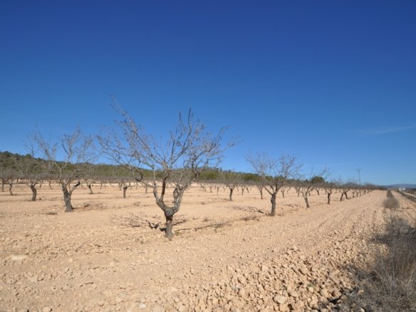 12,836 m² Land in Monóvar/Monóver - Caza De Casa