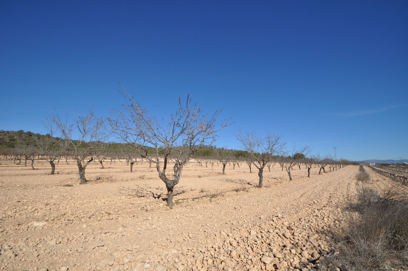12,836 m² Land in Monóvar/Monóver - Caza De Casa