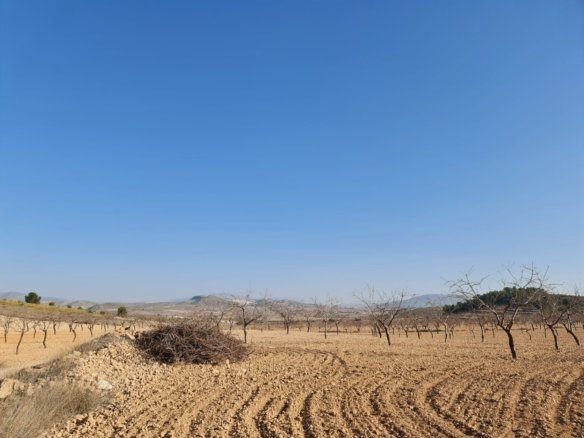 19,338 m² Land in Jumilla - Caza De Casa