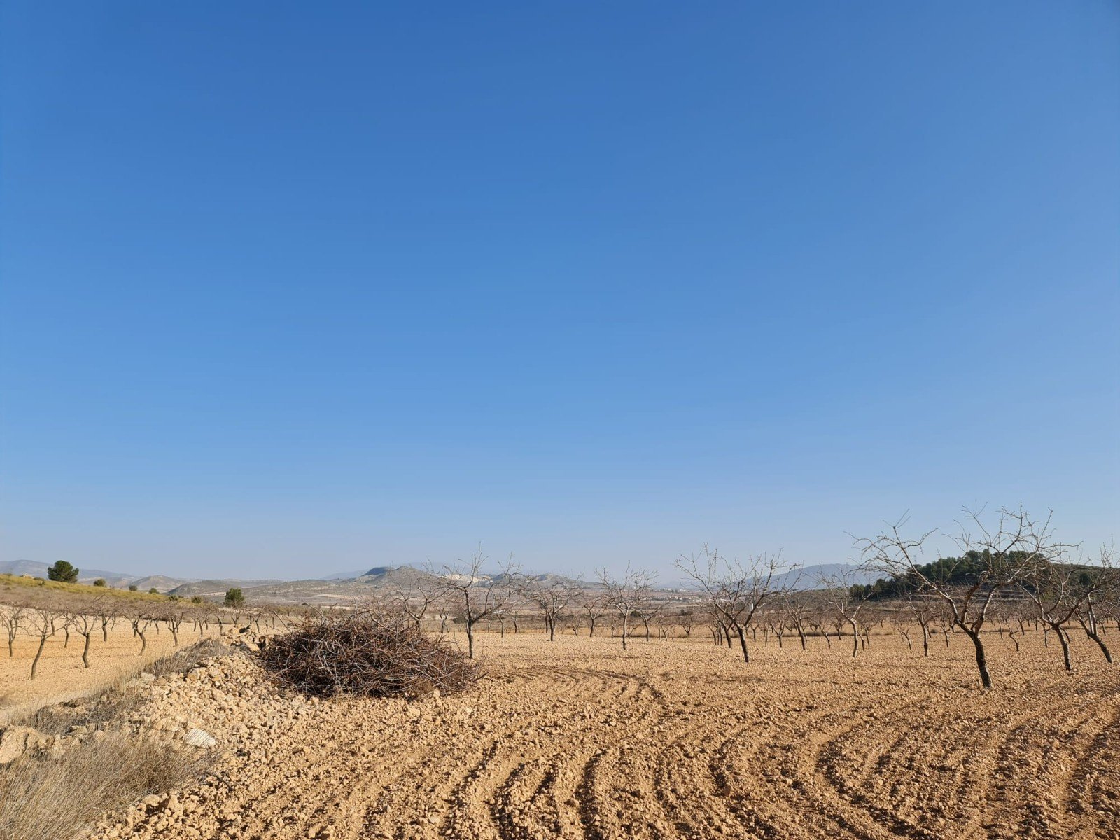 19,338 m² Land in Jumilla - Caza De Casa