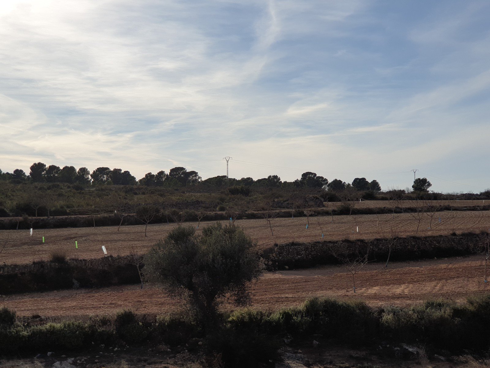 12,116 m² Land in Pinoso - Caza De Casa