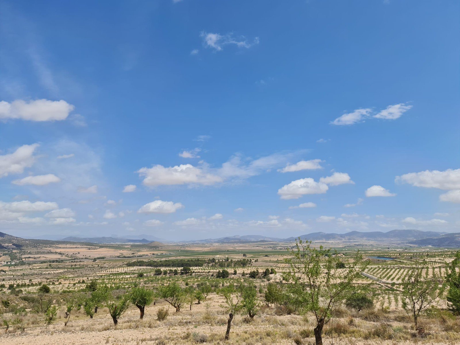 31,486 m² Land in Yecla - Caza De Casa