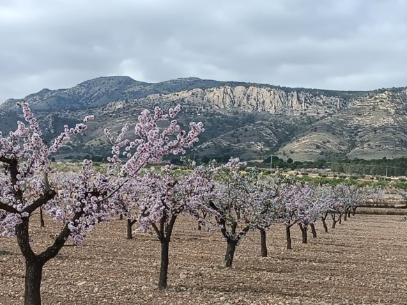 19,875 m² Land in Jumilla - Caza De Casa