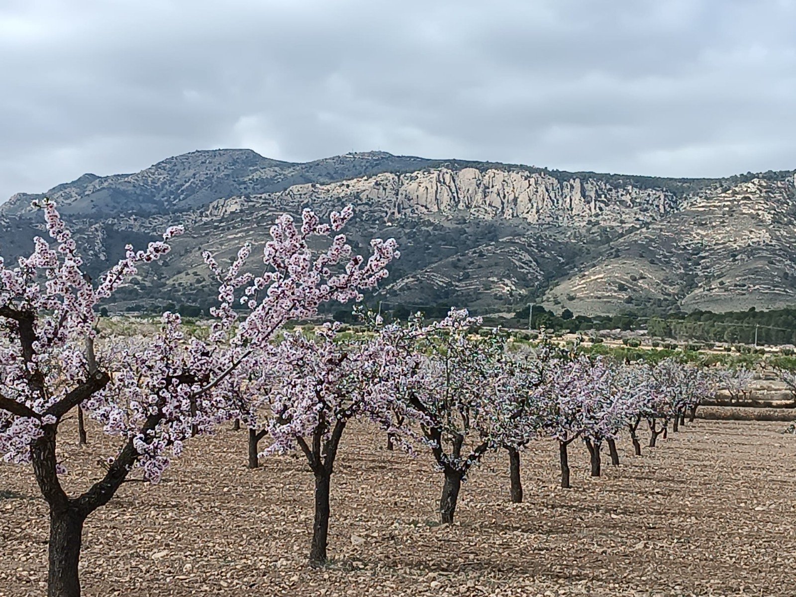 19,875 m² Land in Jumilla - Caza De Casa