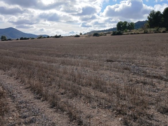 110,000 m² Land in Yecla - Caza De Casa