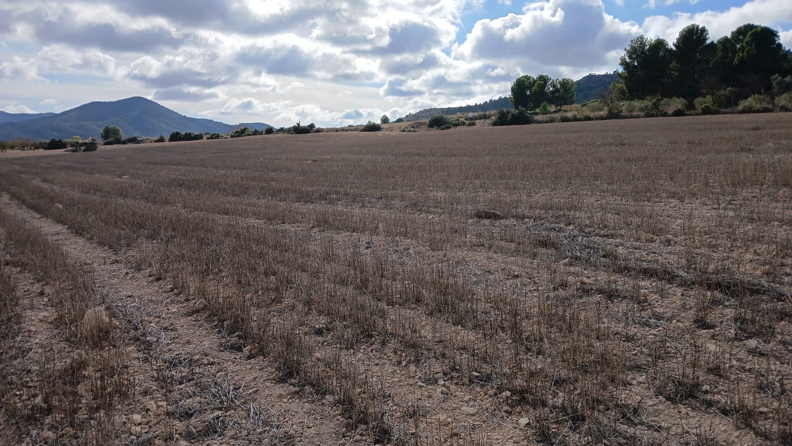 110,000 m² Land in Yecla - Caza De Casa