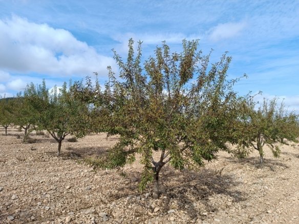 Land in Yecla - Caza De Casa