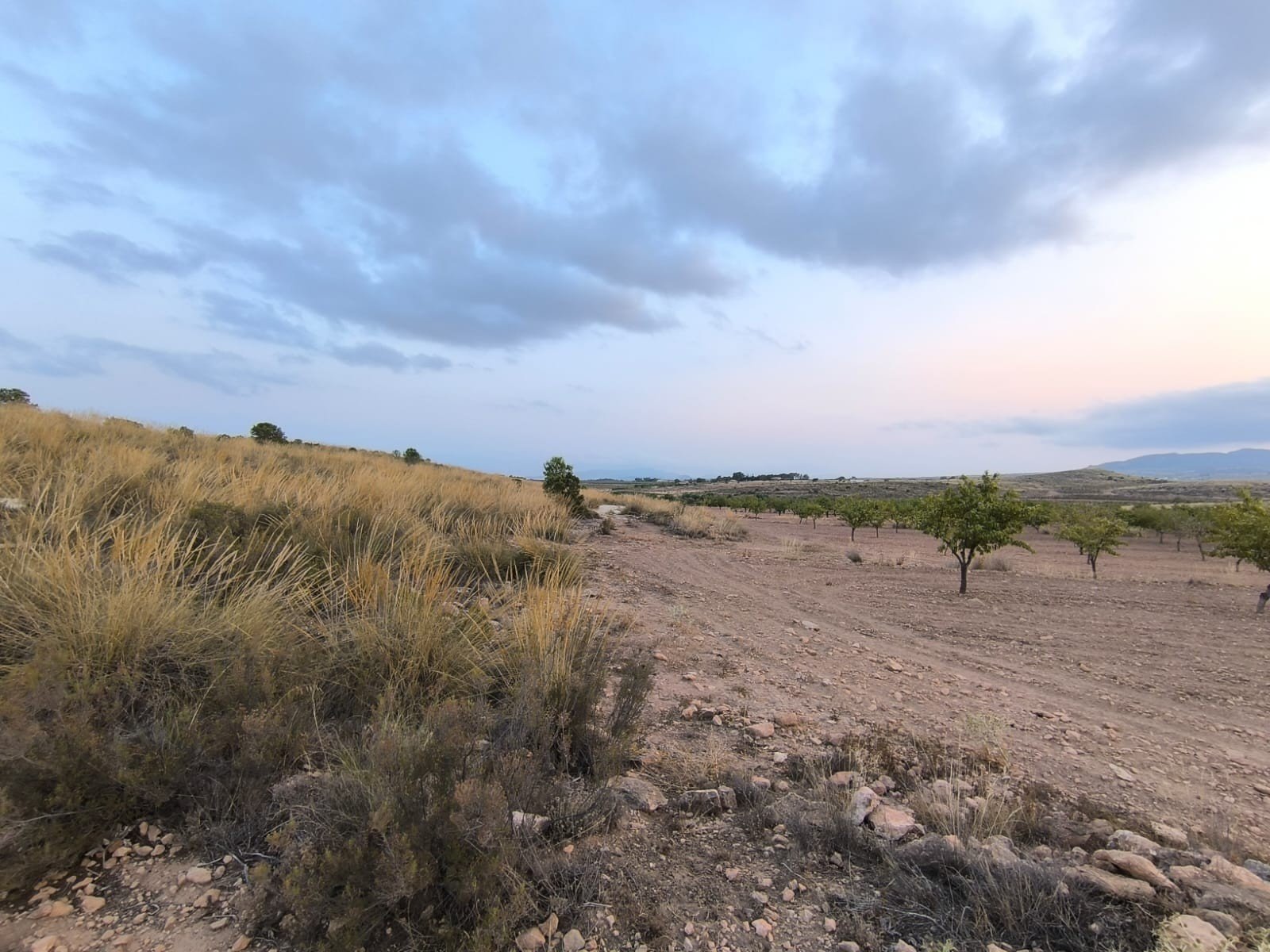 10,354 m² Land in Pinoso - Caza De Casa