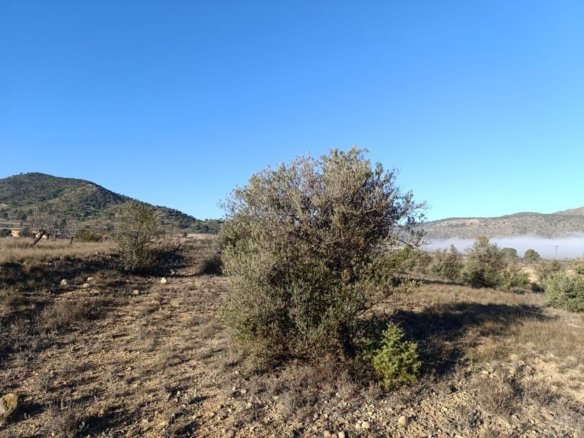 9,197 m² Land in Yecla - Caza De Casa