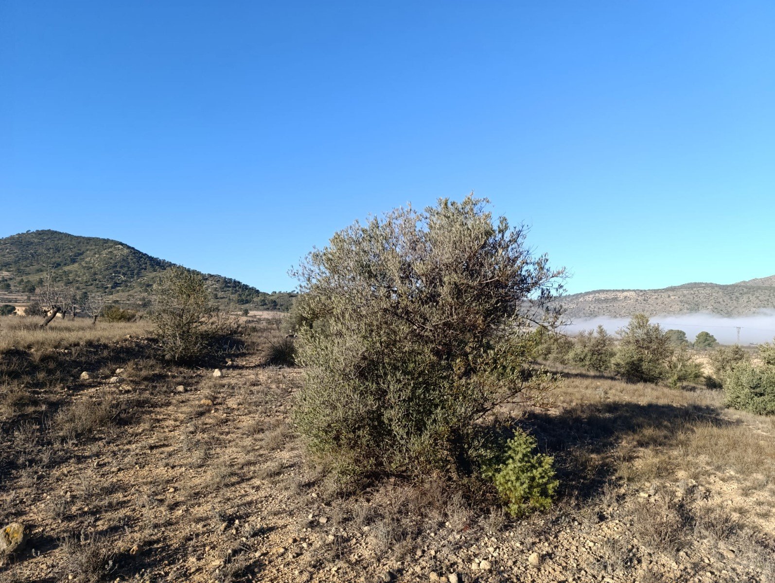 9,197 m² Land in Yecla - Caza De Casa