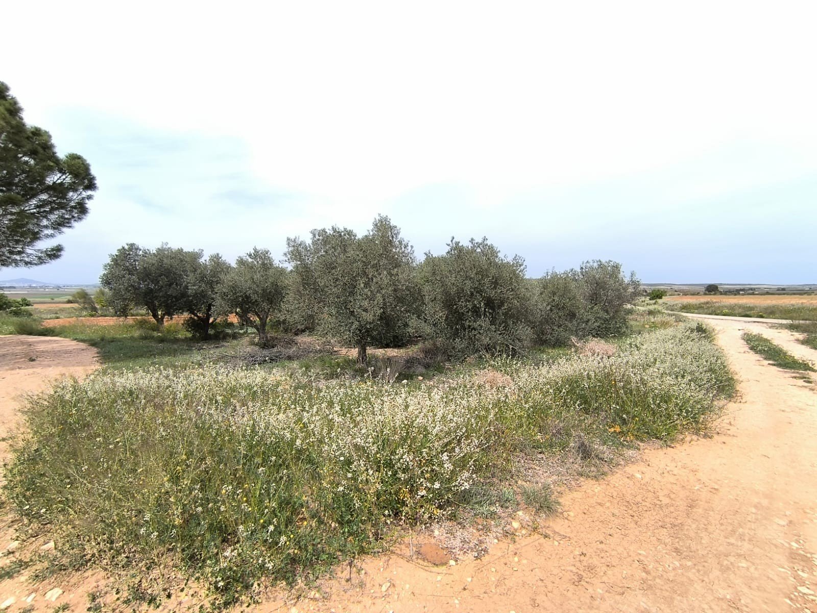 3 Bedroom 1 Bathroom Country House in Yecla - Caza De Casa