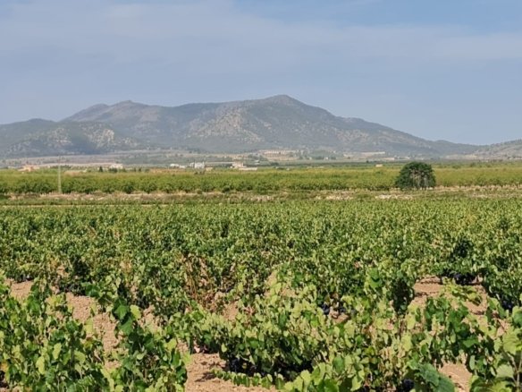 138,210 m² Land in Pinoso - Caza De Casa