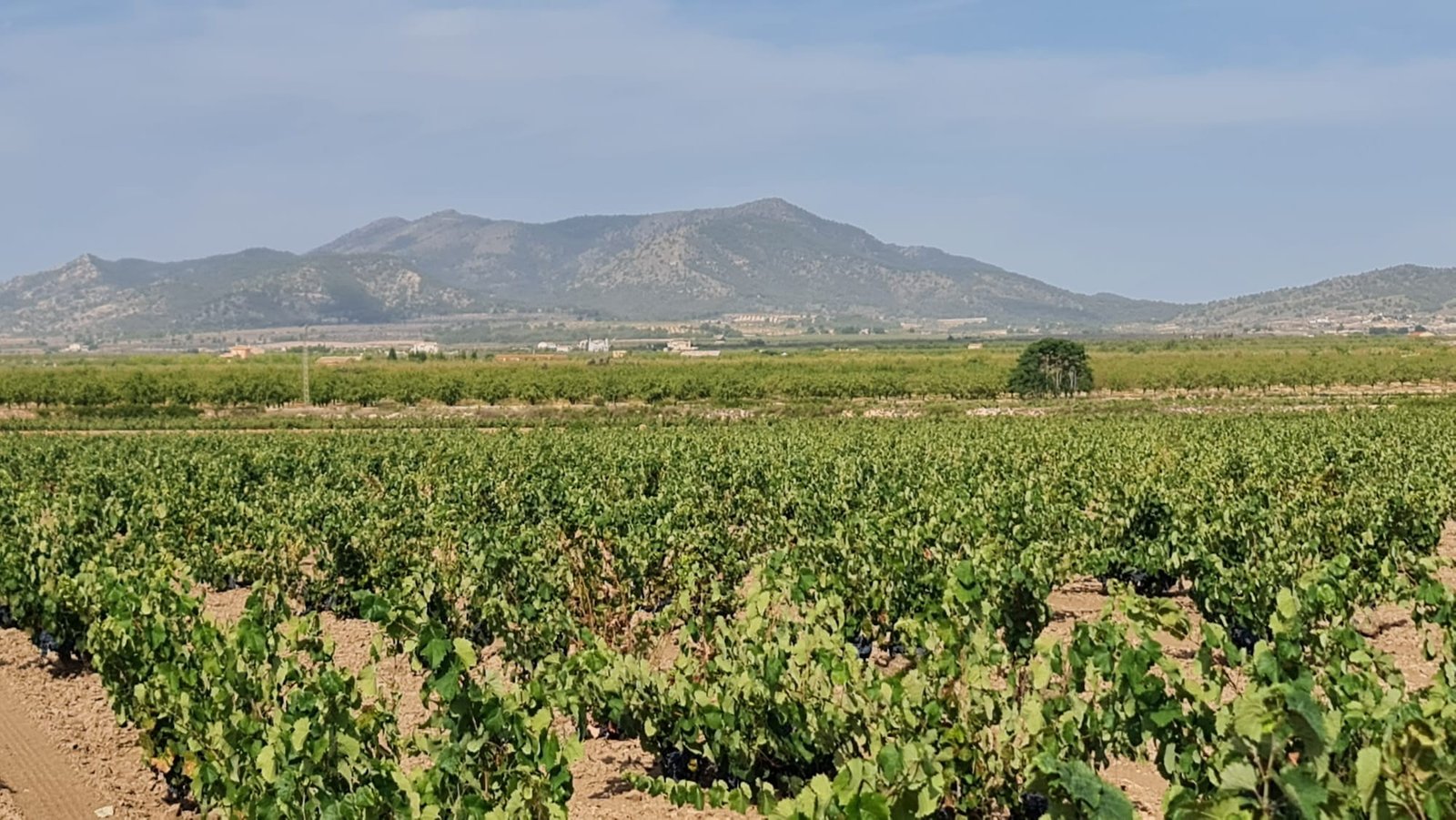 138,210 m² Land in Pinoso - Caza De Casa