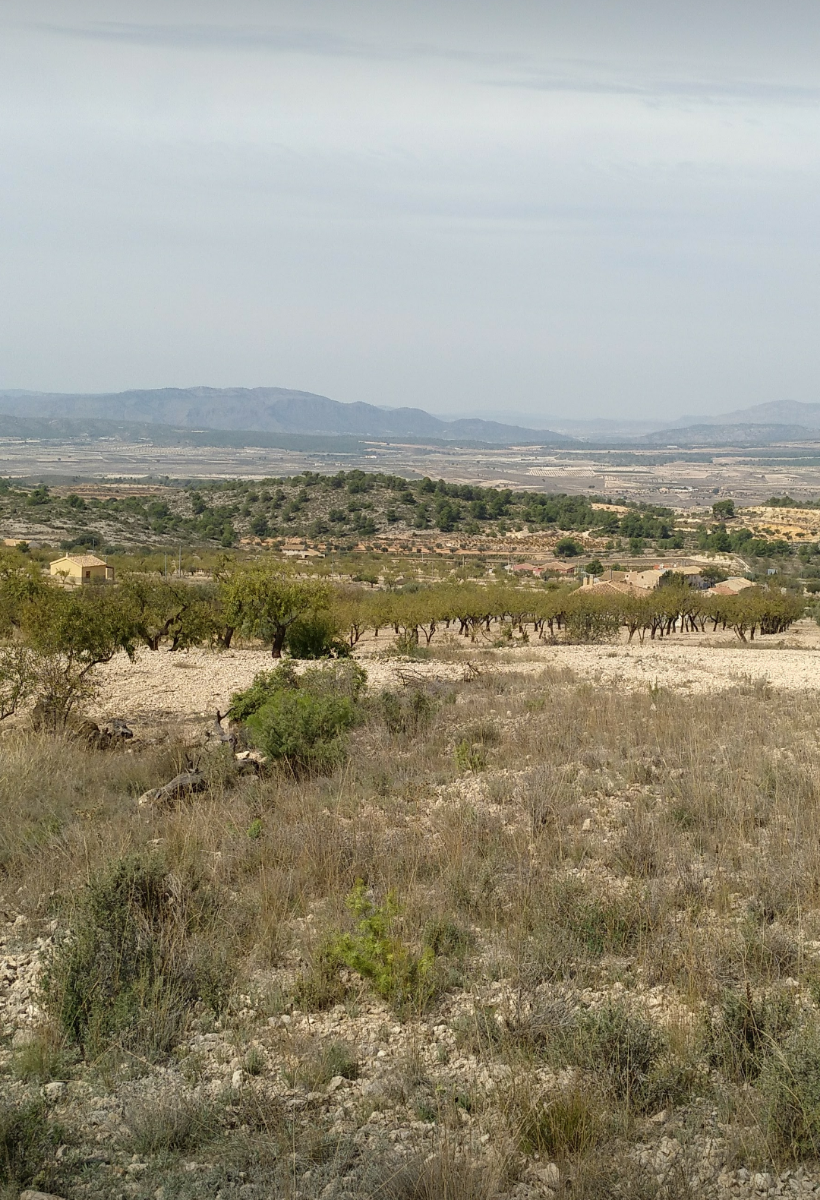 51df7dded2389773 Land in Abanilla - Caza De Casa