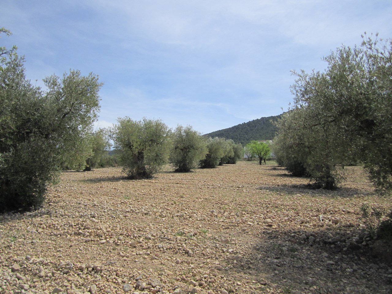 52a07ce799f8239f Land in Yecla - Caza De Casa
