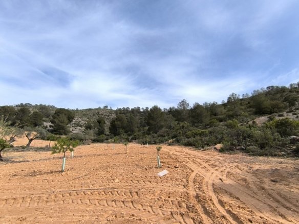 Land in Yecla - Caza De Casa