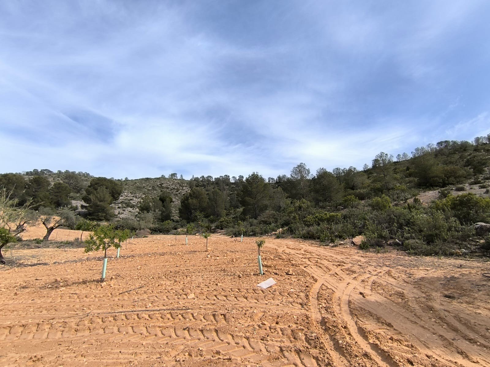 Land in Yecla - Caza De Casa