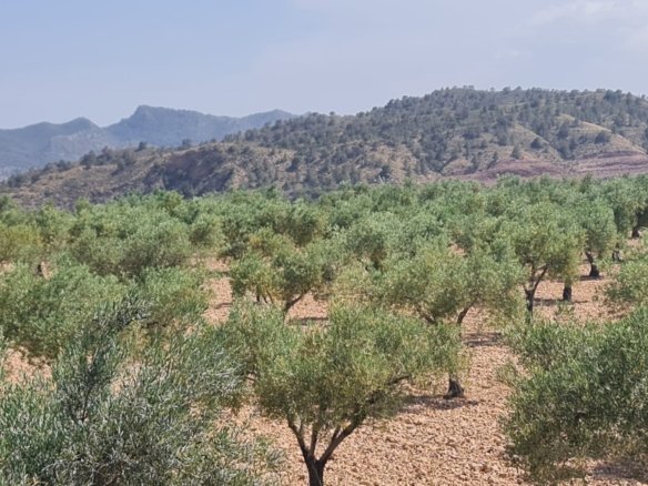 Land in Abanilla - Caza De Casa