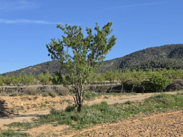Land in Monóvar/Monóver - Caza De Casa