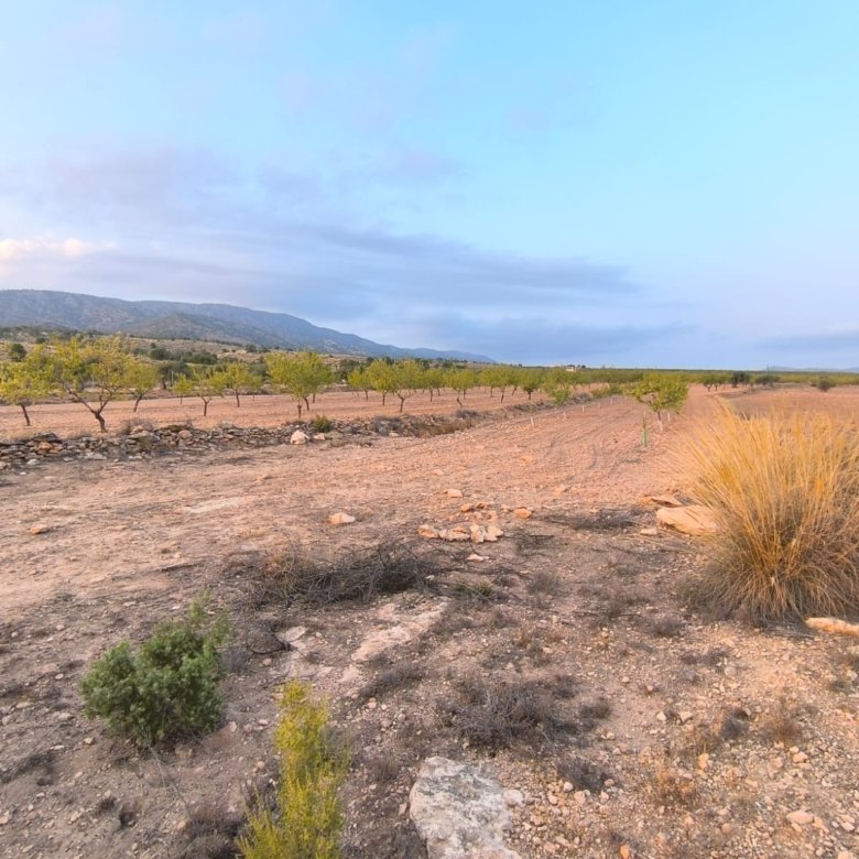 Land in Pinoso - Caza De Casa
