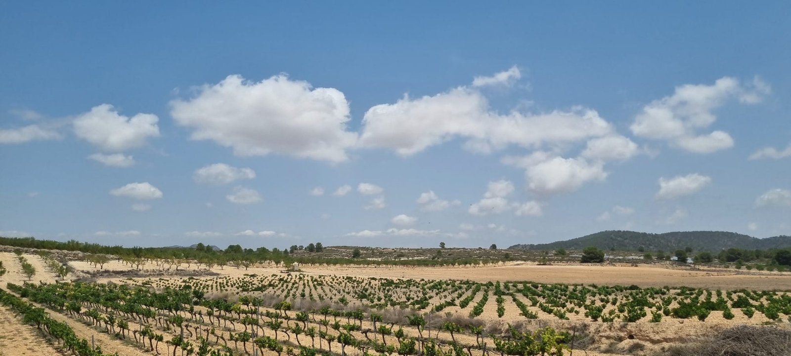 4,211 m² Land in Pinoso - Caza De Casa