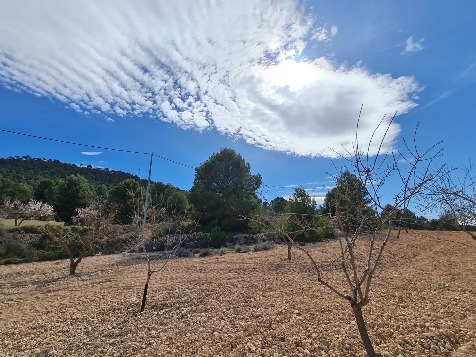 575e9f34d6310f4e Land in Pinoso - Caza De Casa