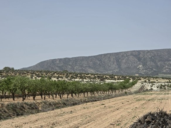 Land in Pinoso - Caza De Casa