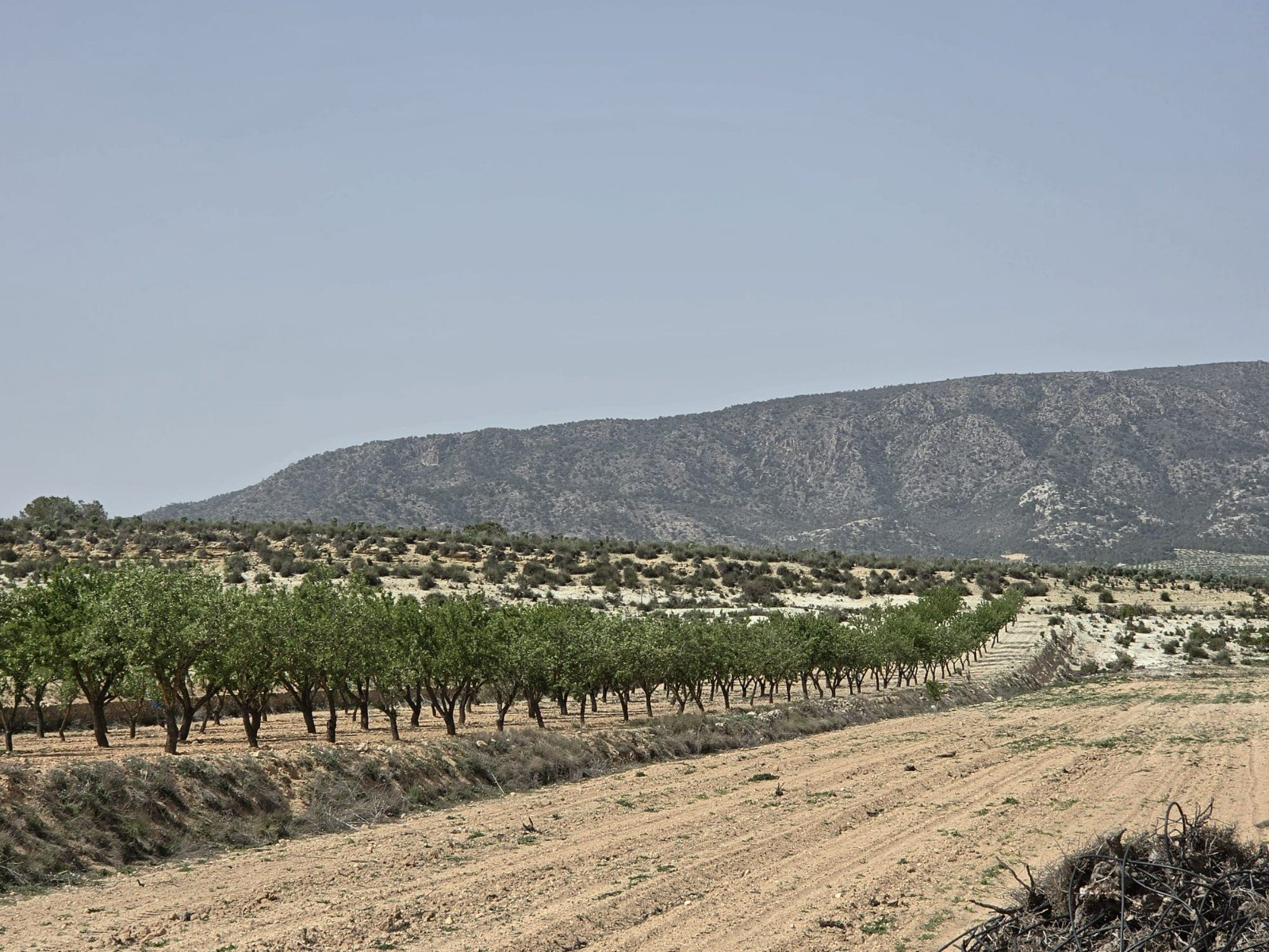 Land in Pinoso - Caza De Casa
