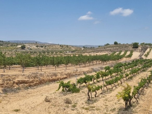 4,211 m² Land in Pinoso - Caza De Casa