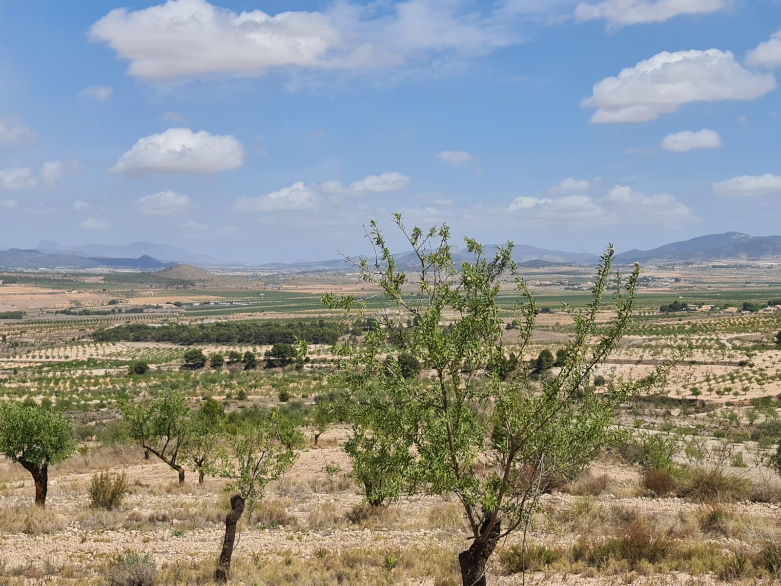 31,486 m² Land in Yecla - Caza De Casa
