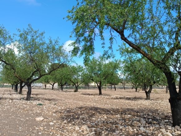 Land in Yecla - Caza De Casa