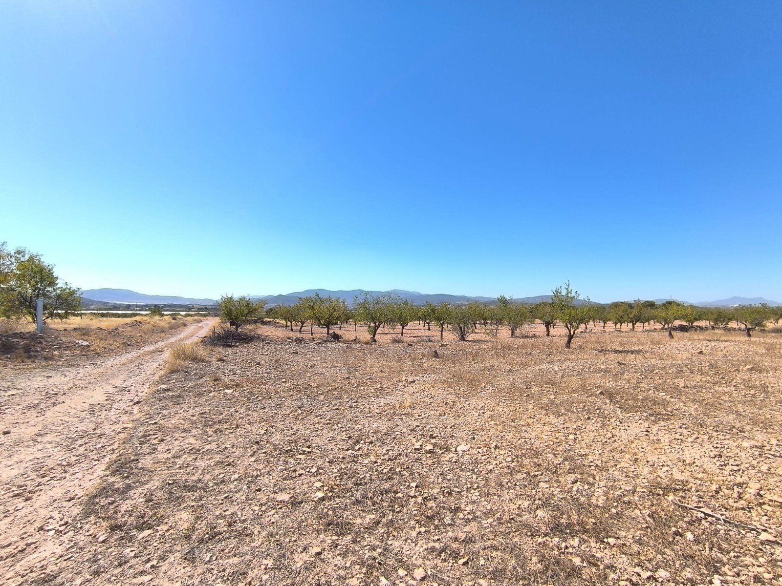 28,965 m² Land in Monóvar/Monóver - Caza De Casa