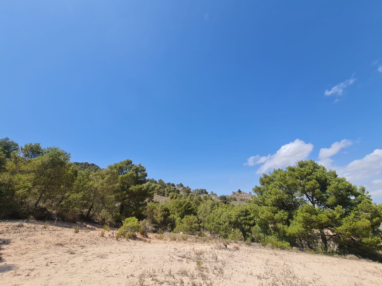 31,486 m² Land in Yecla - Caza De Casa