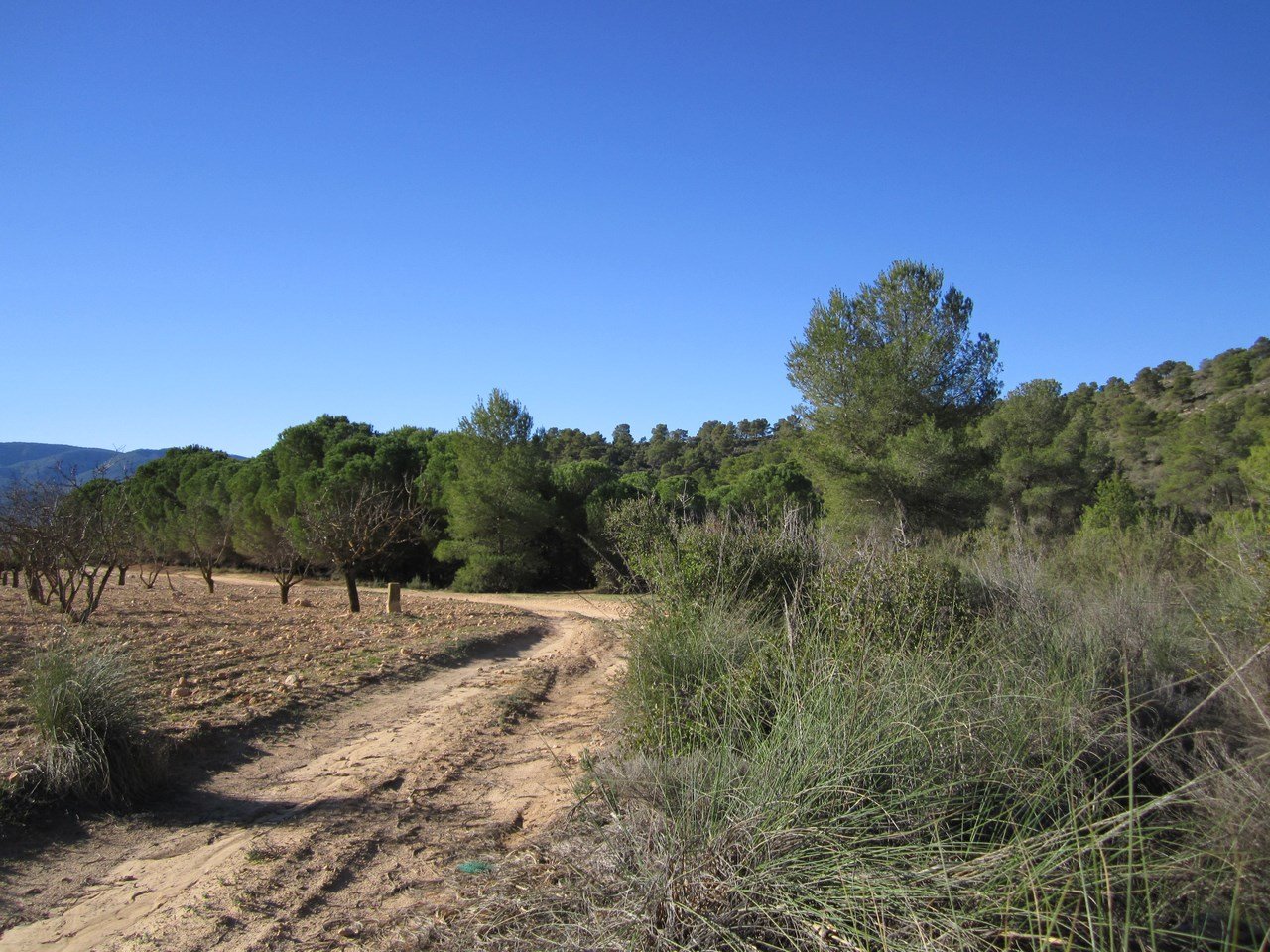 8,266 m² Land in Yecla - Caza De Casa