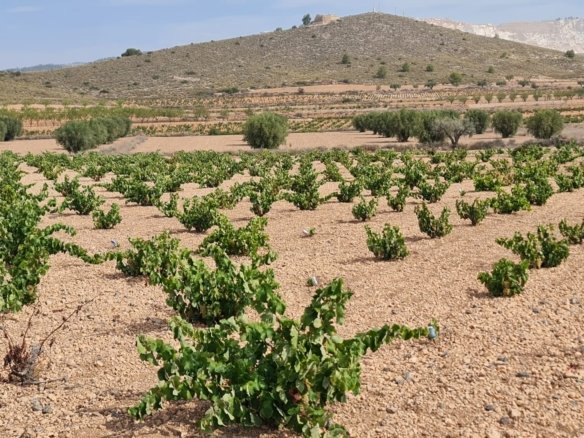 Land in Abanilla - Caza De Casa