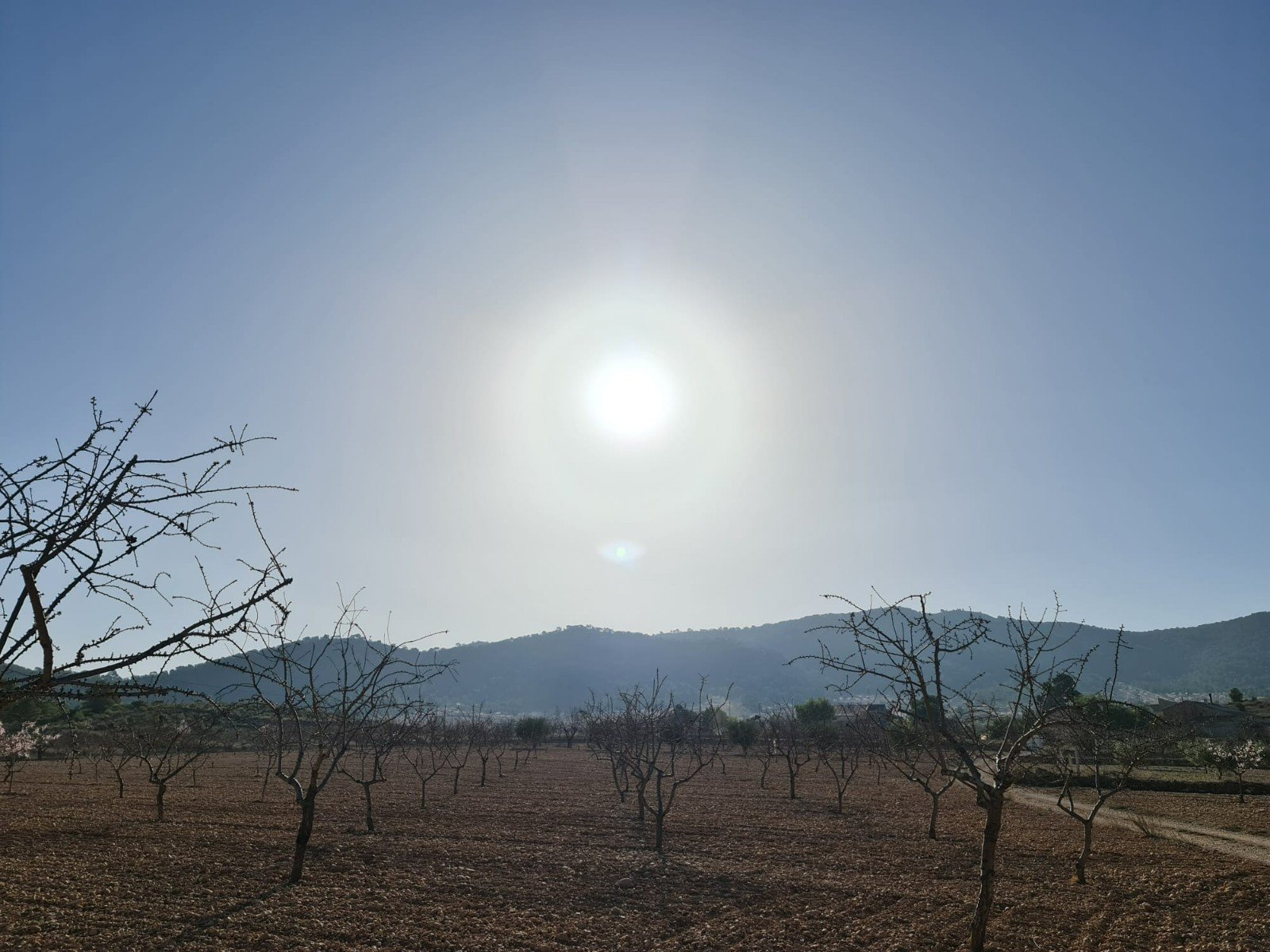19,338 m² Land in Jumilla - Caza De Casa