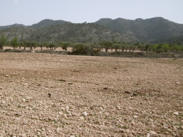 5,499 m² Land in Yecla - Caza De Casa