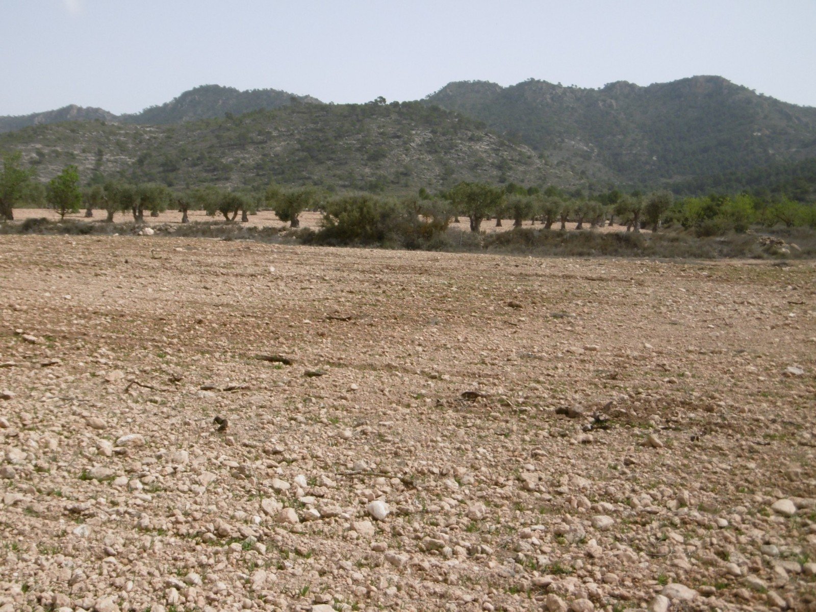5,499 m² Land in Yecla - Caza De Casa