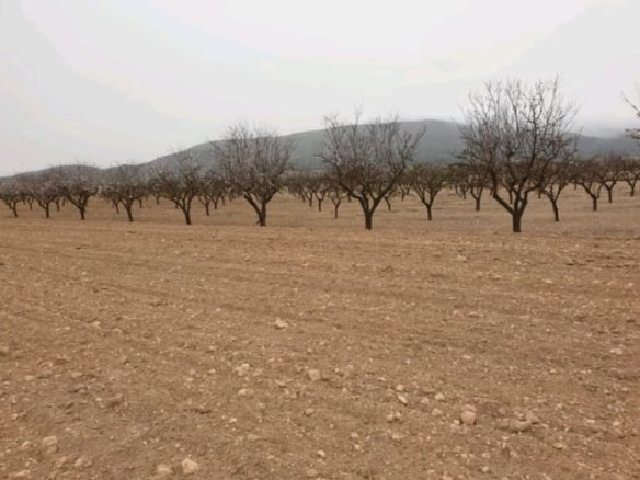 21,838 m² Land in Pinoso - Caza De Casa