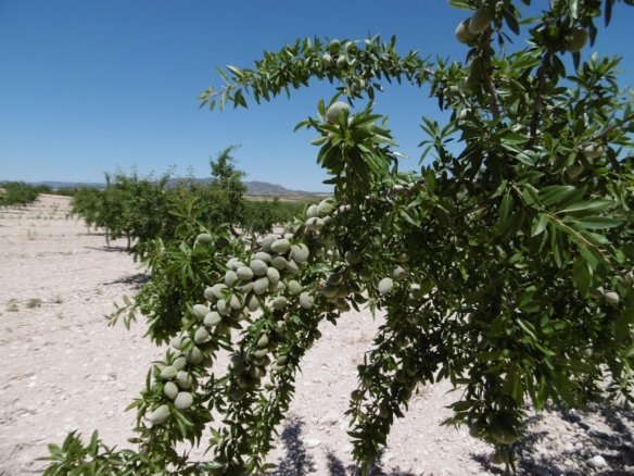 Land in Yecla - Caza De Casa