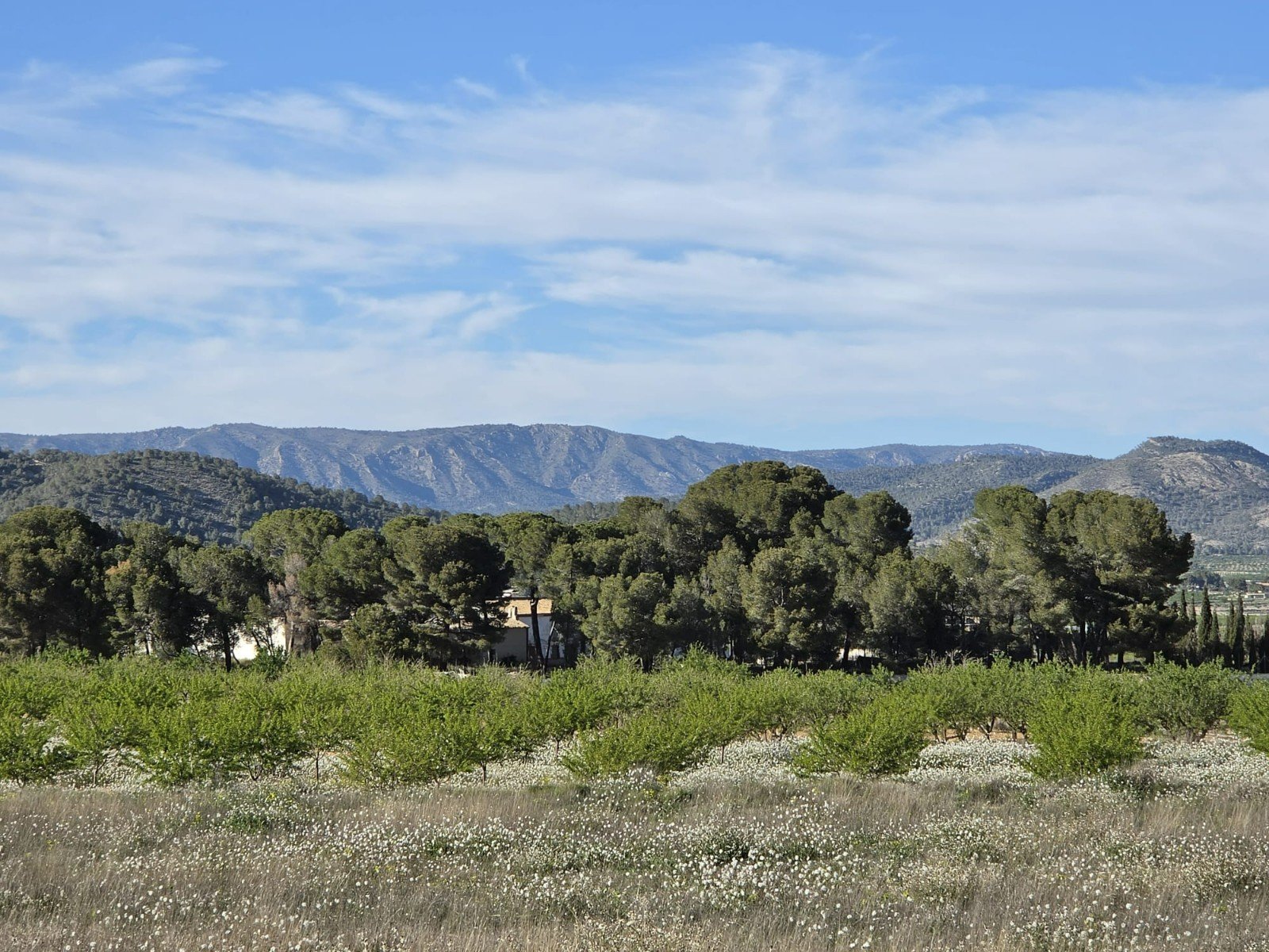 609eb14f515bf06e Land in Monóvar/Monóver - Caza De Casa