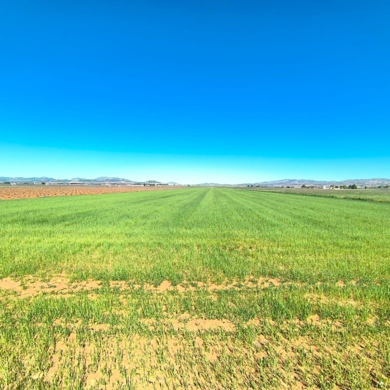 Land in Yecla - Caza De Casa