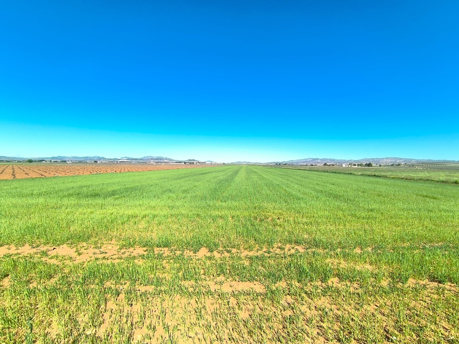 61b62364b83d442c Land in Yecla - Caza De Casa